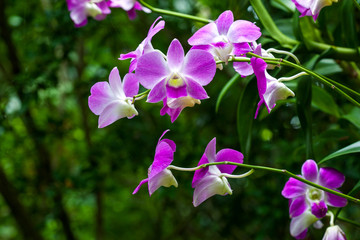 Orchids of sufficient size. Purple or pink flowers blooming in the garden. Dendrobium is a huge genus of orchids