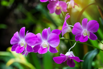 Fototapeta na wymiar Orchids of sufficient size. Purple or pink flowers blooming in the garden. Dendrobium is a huge genus of orchids