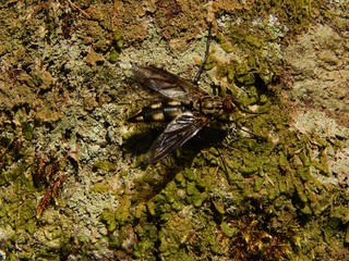 Macro Photography of a Fly Standing on a Trunk