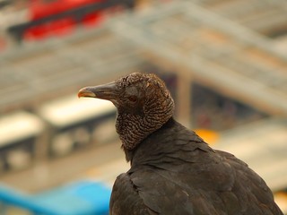 Vulture Looking at Something