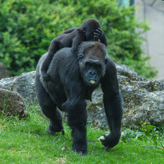 Gorilla and baby, monkey who carries his baby on its back