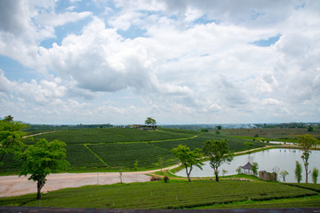 Green tea plantations, Green tea field with sky and pool