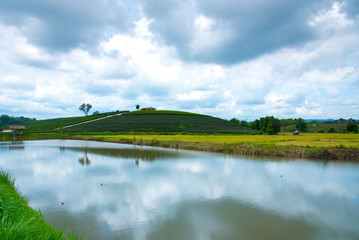 Green tea plantations with pool