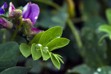 Dew on leaves of flowers in the morning in the forest