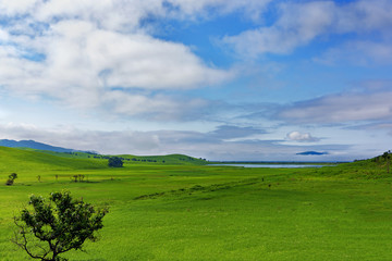 Beautiful view of the green meadow in summer