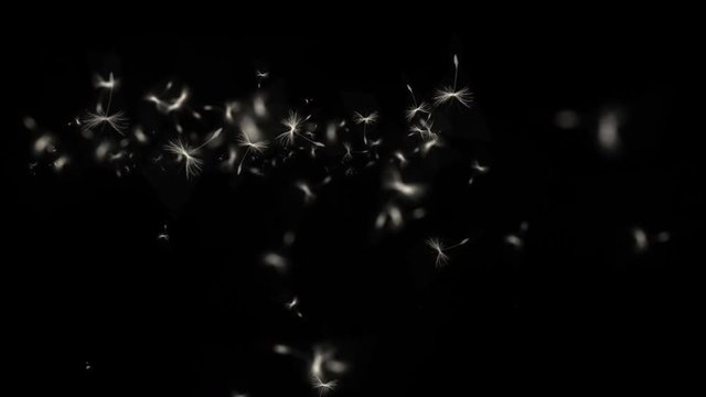 4k Flying dandelion catkins particle background.