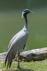 demoiselle crane, Grus virgo, standing near a lake
