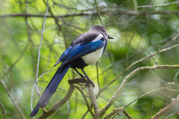     Magpie, black and white bird, colorful plumage
