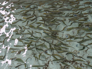 Trout fingerlings, Page Springs, Arizona