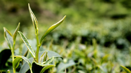 Tea plantation at Doi ang khang Chiang mai 