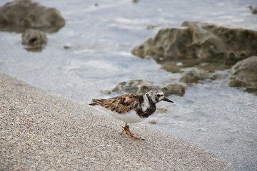 Turn stone Bird on the Beach