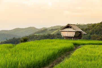 Rice terraces