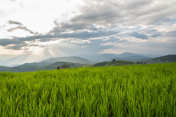 Fototapeta premium Rice terraces
