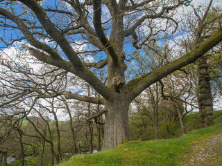 Obraz premium Large tree, Cumbria, England
