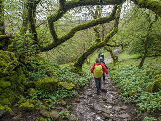 Hiking through mossy trees, Yorkshire, England