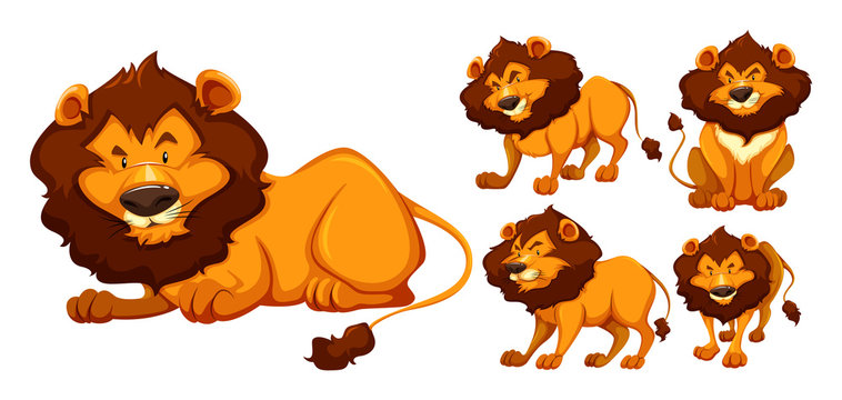 Wild lion in five different actions