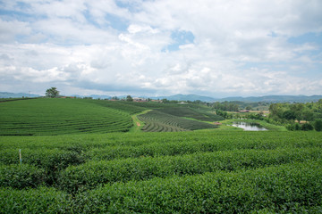Fototapeta na wymiar Green tea plantations, Green tea field with sky and pool