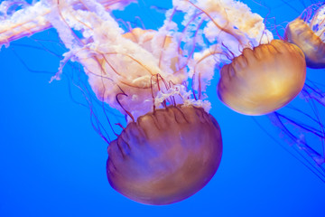 Jelly Fishes