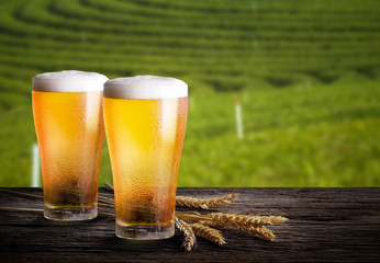 Cold beer with wheat on wooden table. Glasses of light beer with barley and the plantations...