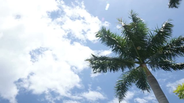 Time Lapse of Clouds Over Palm Tree