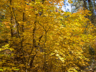 Fall color, West Fork, Sedona Arizona