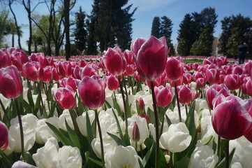 Tulips in garden