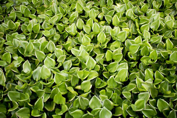 The colorful water lilies are beautiful and refreshing.