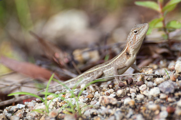 Diporiphora australis close-up at Davies Creek Falls