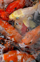 Obraz na płótnie Canvas Fancy carp or Koi fish in pond close up. 