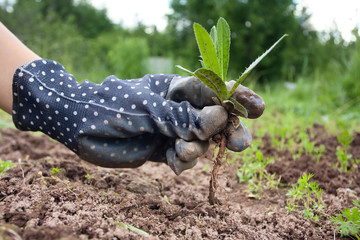 hand of gardener with weed
