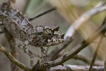Juvenile Male Jackson's Chameleon