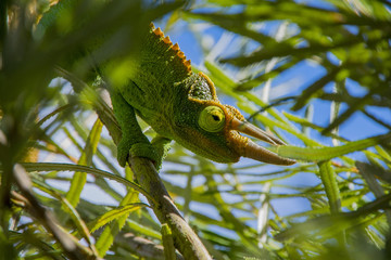 Adult Male Jackson's Chameleon