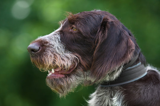 portrait of german wirehaired pointer