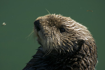 Sea otter