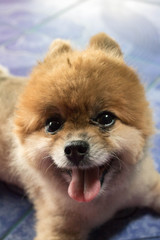 Pomeranian dogs, fresh eyes, do not cut hair completely.