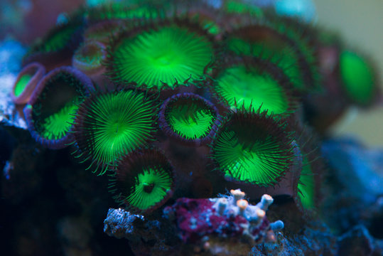 green zoa coral