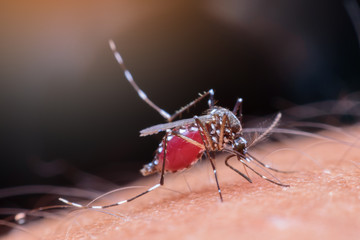 Dangerous Zica virus aedes aegypti mosquito on human skin , Dengue, Chikungunya, Mosquito sucking blood human