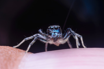 Jumping spider on finger