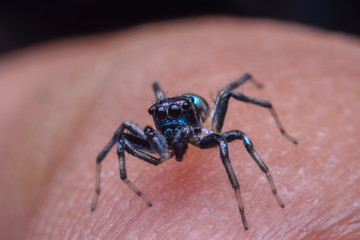 Jumping spider on finger