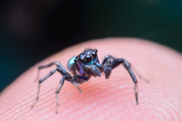 Jumping spider on finger