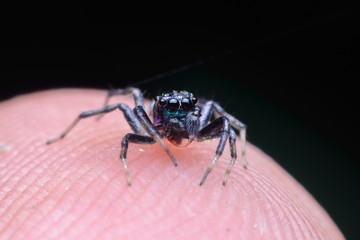 Jumping spider on finger