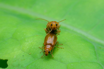 Beetle is breeding on green leaf