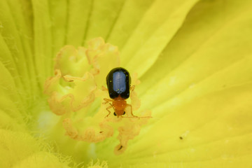 Beetle on yellow flower
