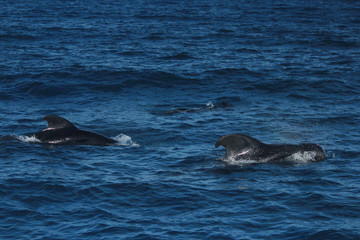 Obraz premium きれいな海でイルカやクジラの鑑賞 Dolphins and whales watching in ocean