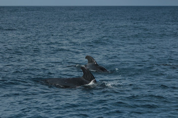 きれいな海でイルカやクジラの鑑賞 Dolphins and whales watching in ocean