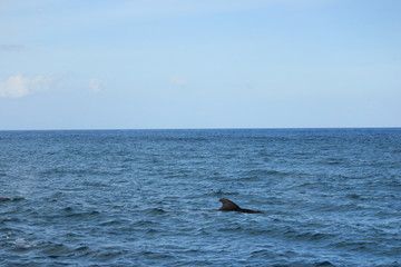 Obraz premium きれいな海でイルカやクジラの鑑賞 Dolphins and whales watching in ocean