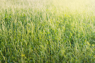 Background of the high grass on the sunset