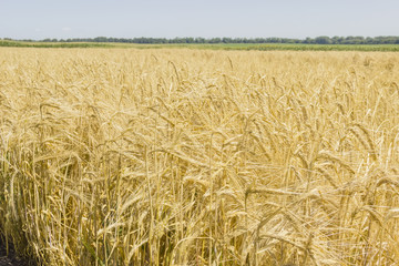 Field with ripe barley at summer day