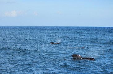 Obraz premium きれいな海でイルカやクジラの鑑賞 Dolphins and whales watching in ocean