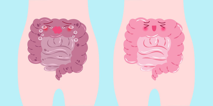 intestine with health concept